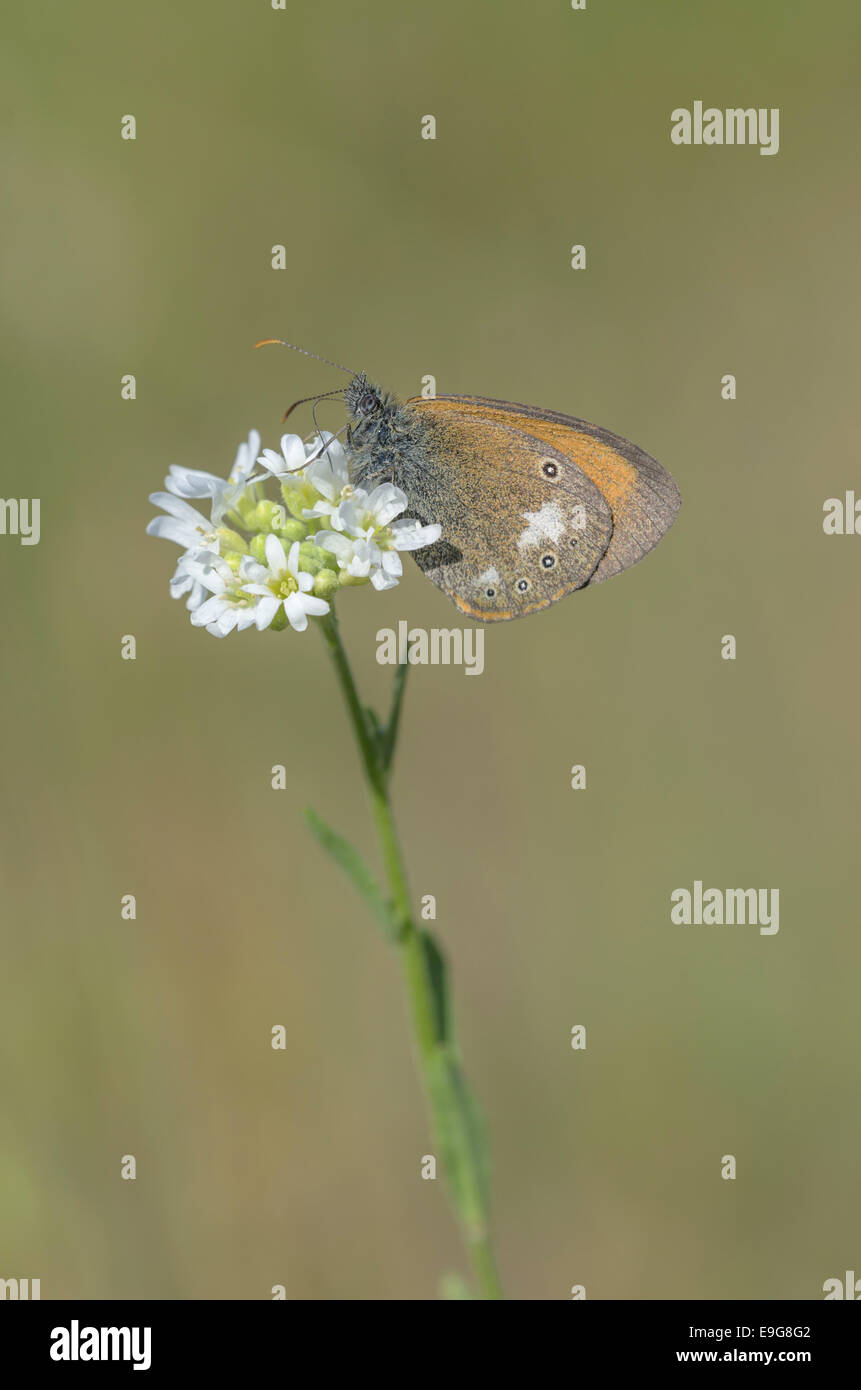 Chestnut Heath (Coenonympha glycerion) Banque D'Images