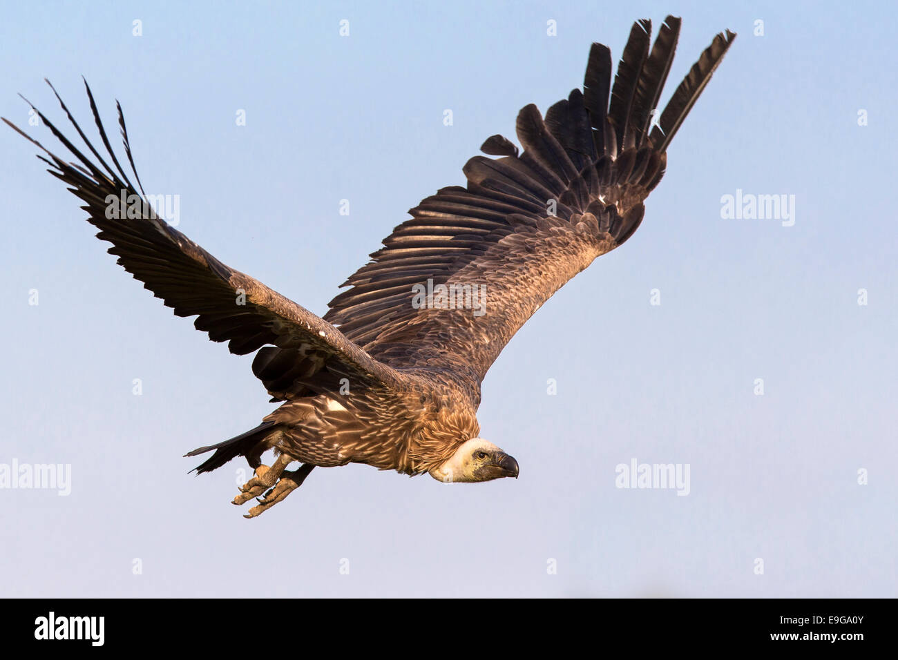 Vautour fauve Banque D'Images