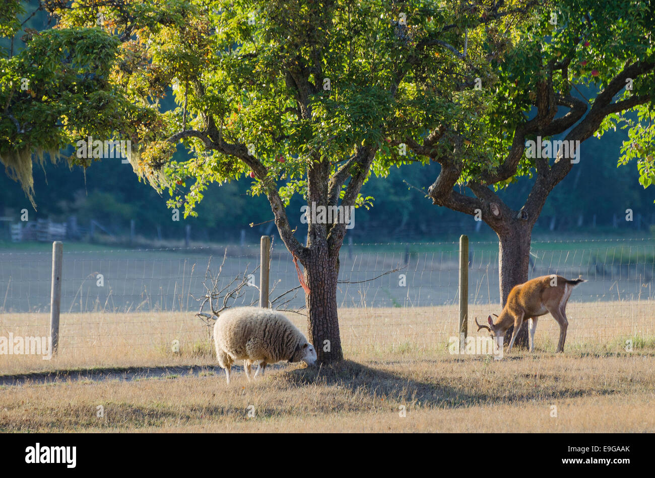 Un cerf sauvage et les moutons domestiques, la Ferme Ruckle, parc provincial Ruckle, Salt Spring Island, British Columbia, Canada Banque D'Images