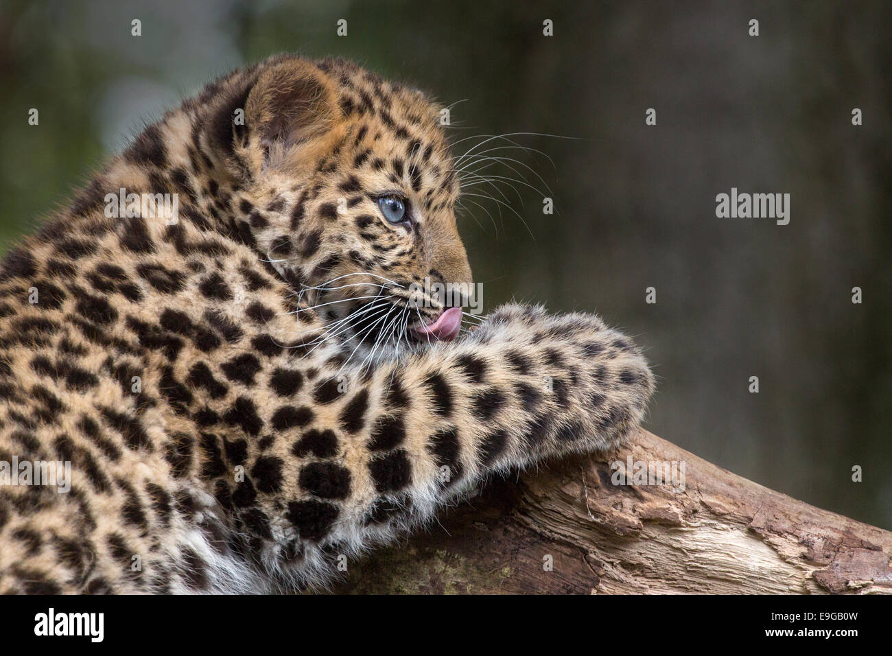 15 Semaines Panthère cub. Banque D'Images