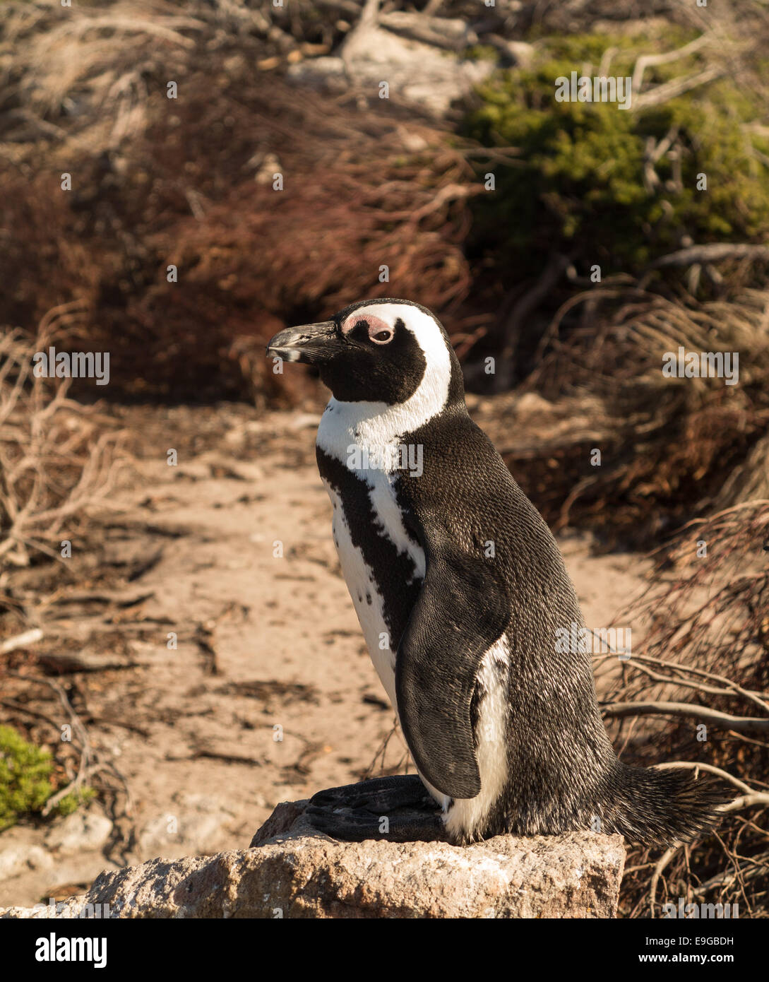 Seul petit bébé pingouin à Bettys Bay Banque D'Images