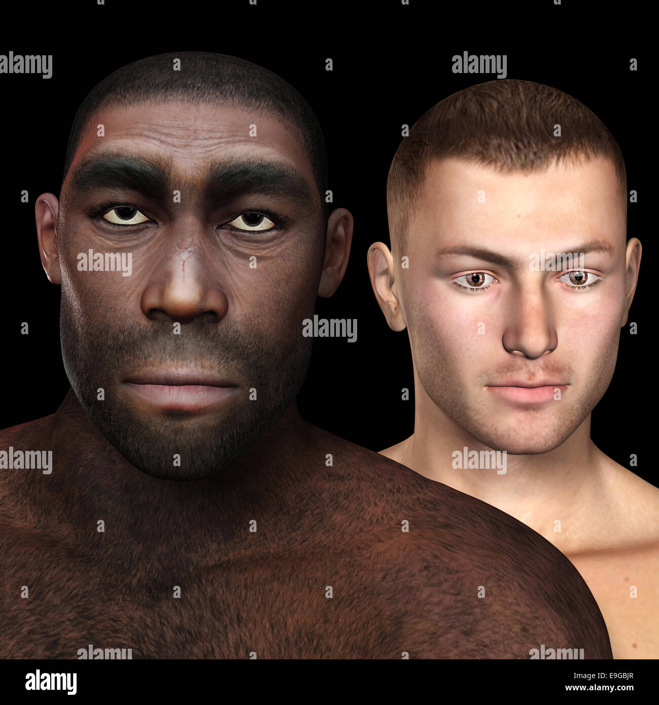 Homo Erectus Banque D'Images