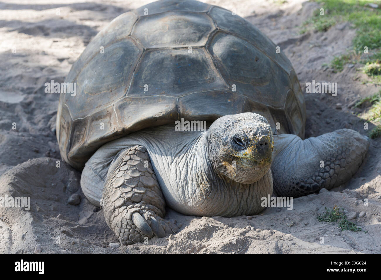 Tortue géante dans Arequipa, Pérou gardé comme animal de compagnie dans un hôtel Banque D'Images