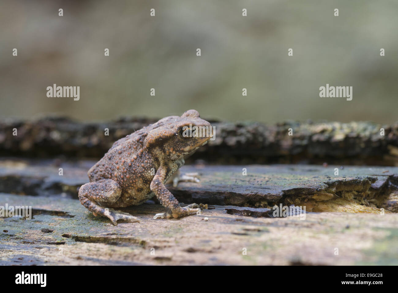 Crapaud commun (Bufo bufo) Banque D'Images