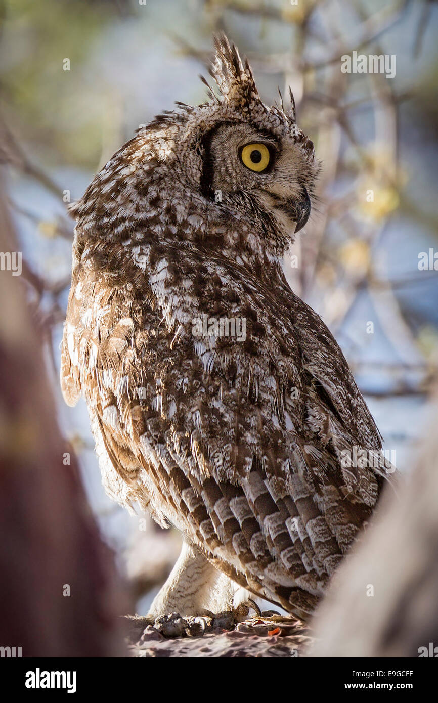 Spotted Eagle-owl (Bubo africanus) perché dans le rejeton d'un arbre sur l'île, le Botswana Kubu Banque D'Images