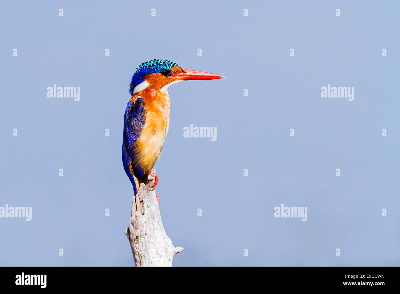 Close-up de vert malachite Kingfisher (Alcedo cristata) perché sur un problème, le lac Kariba, Zambie Banque D'Images