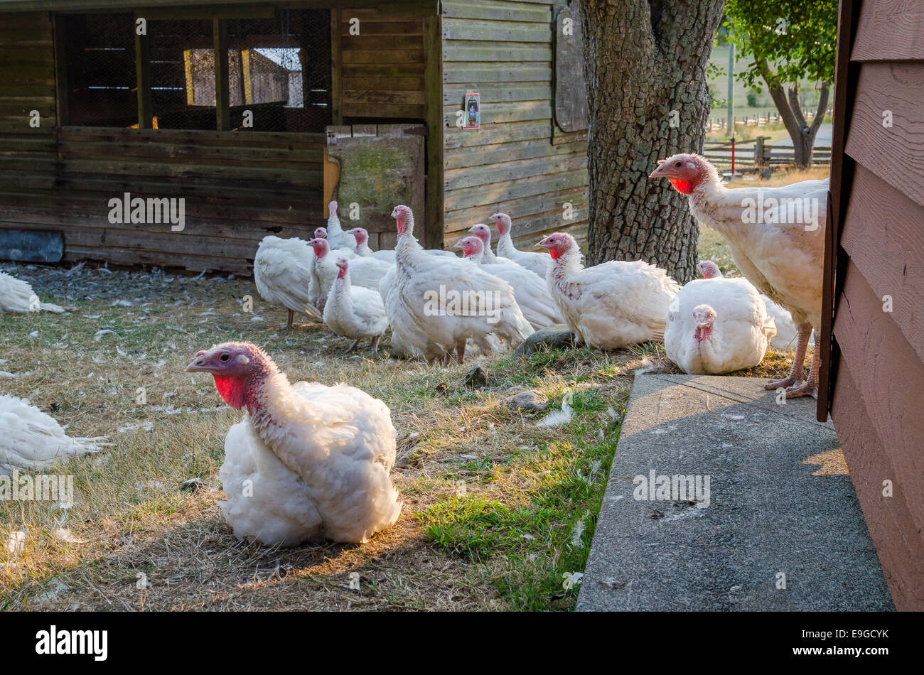 Les dindons, la Ferme Ruckle, parc provincial Ruckle, Salt Spring Island, British Columbia, Canada Banque D'Images