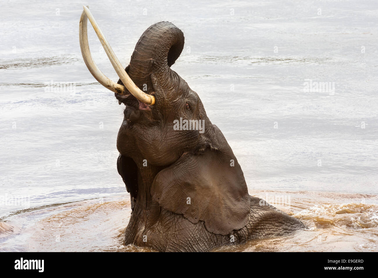 Elephant (Loxodonta africana) dans la rivière, Maasai Mara, Kenya, Afrique Banque D'Images