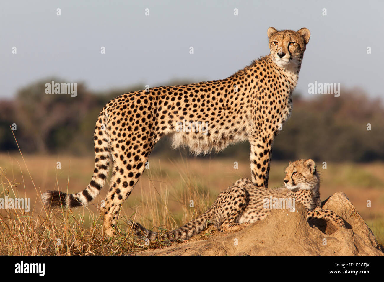 Avec Cheetah cub (Acinonyx jubatus), Phinda Private Game Reserve, Kwazulu Natal, Afrique du Sud Banque D'Images
