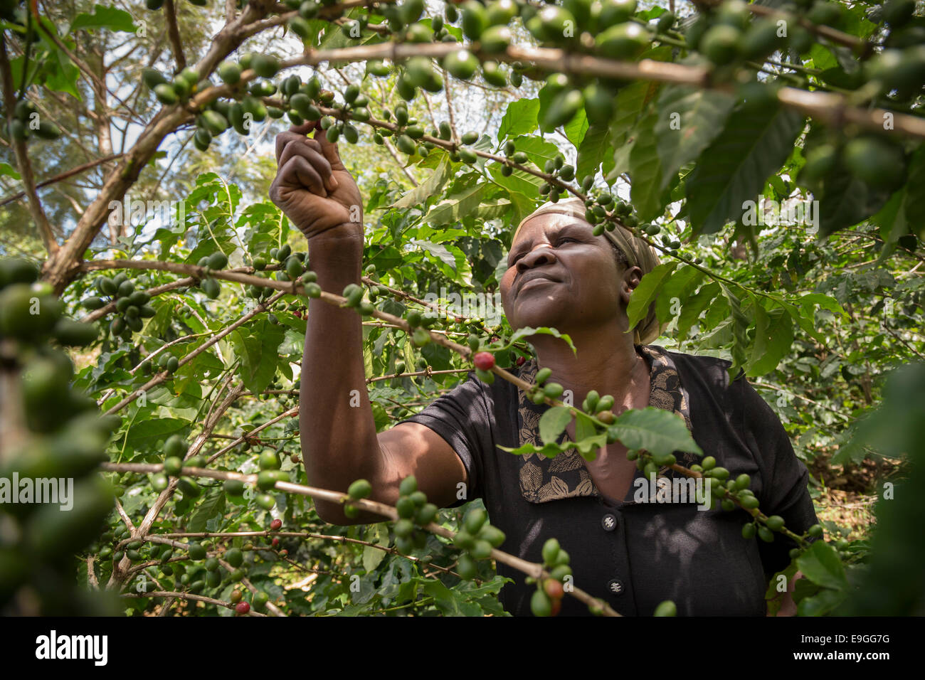 Un petit agriculteur choisit les cerises de café dans son domaine. Banque D'Images