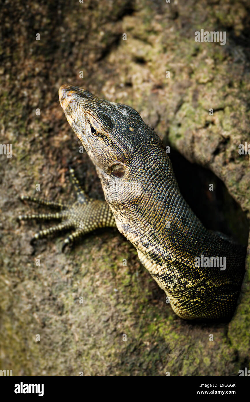 L'eau de Malaisie Varan (Varanus salvator) émerge d'un trou dans un arbre de la mangrove Banque D'Images