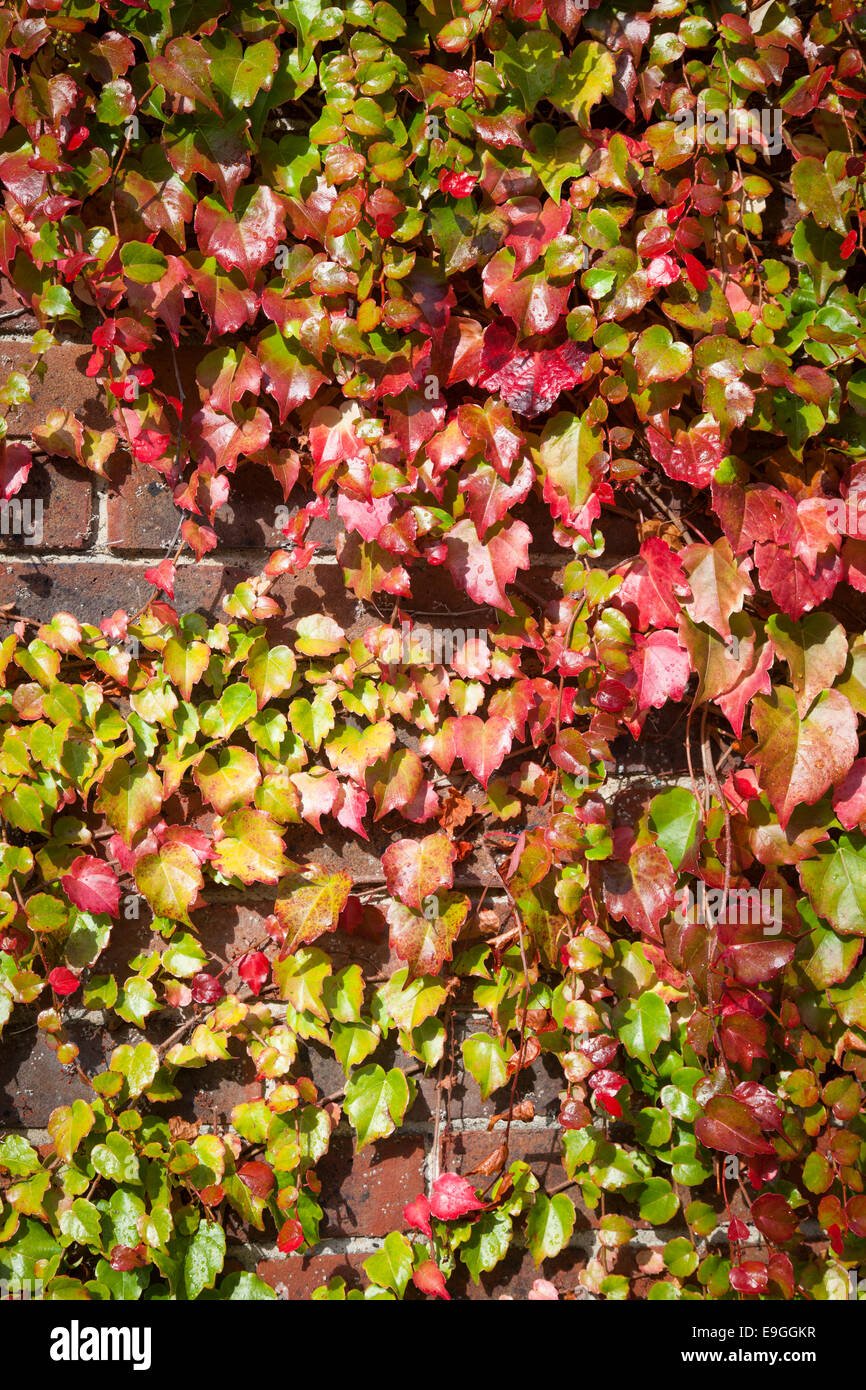 Close-up de vigne vierge (Parthenocissus quinquefolia) contre un mur de brique et le tournant du vert au rouge en automne. Banque D'Images