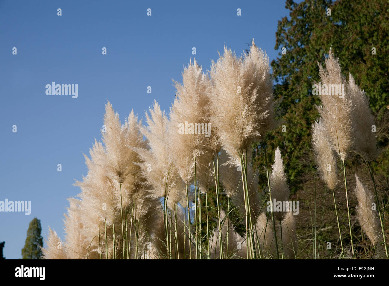 Pampass grass contre un ciel bleu clair en Kelsea Park Beckenham Banque D'Images
