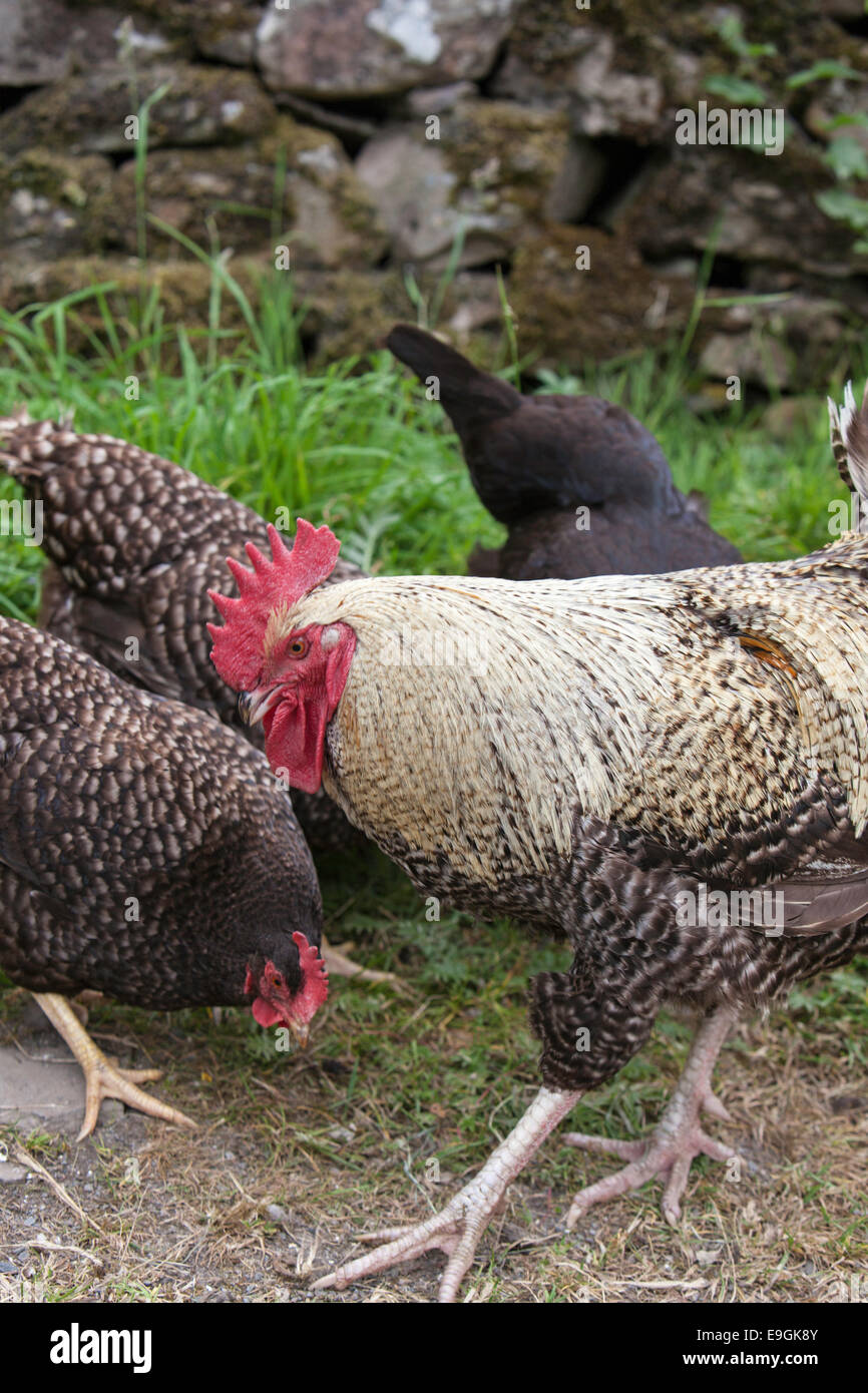 Rock barré cockrel avec poules, England, UK Banque D'Images