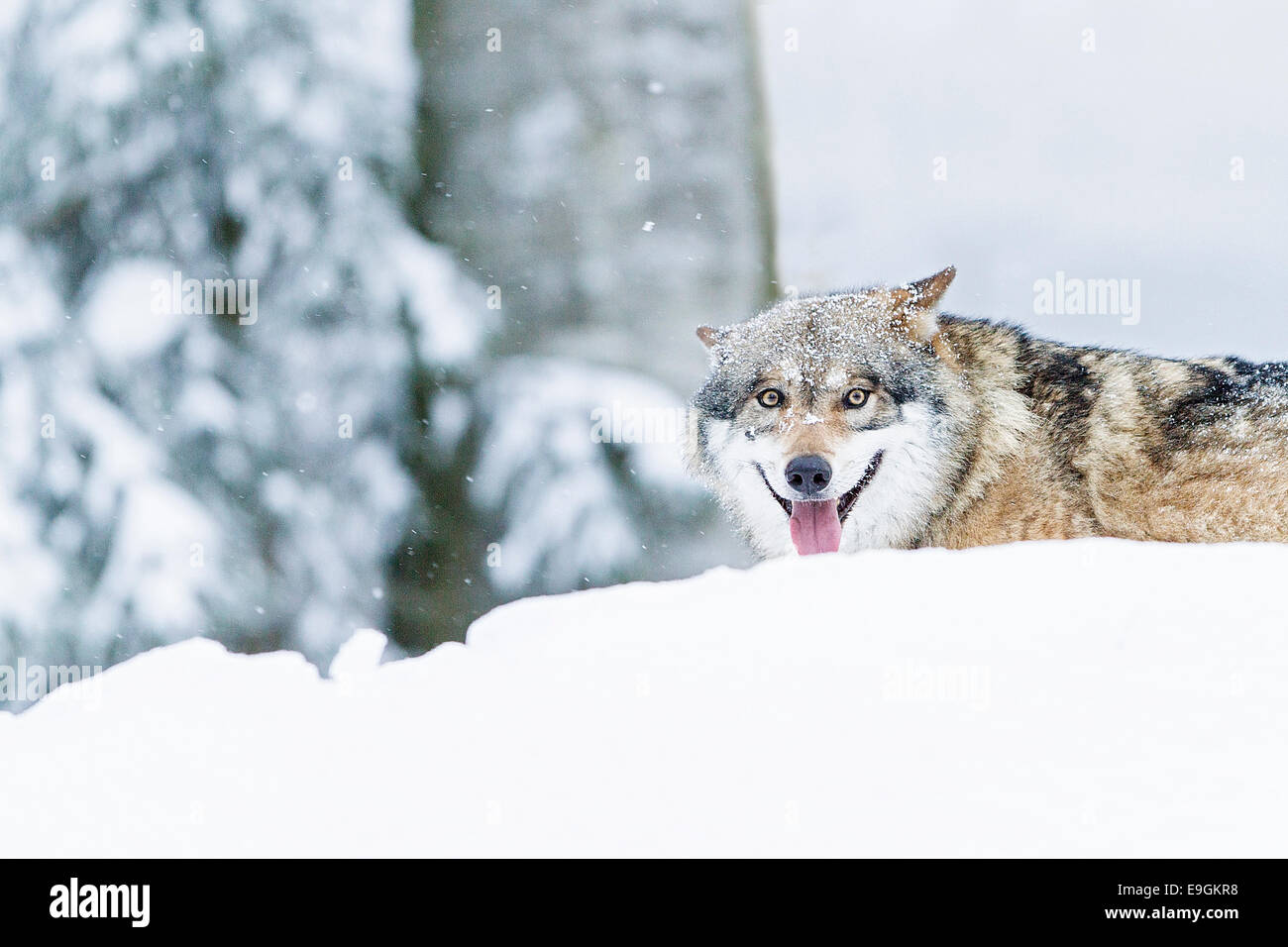 Loup gris en captivité (Canis lupus) haletant Banque D'Images