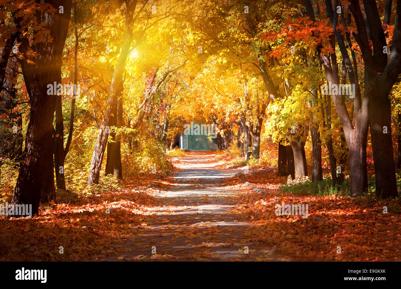 Ruelle dans le parc et le soleil d'automne Banque D'Images