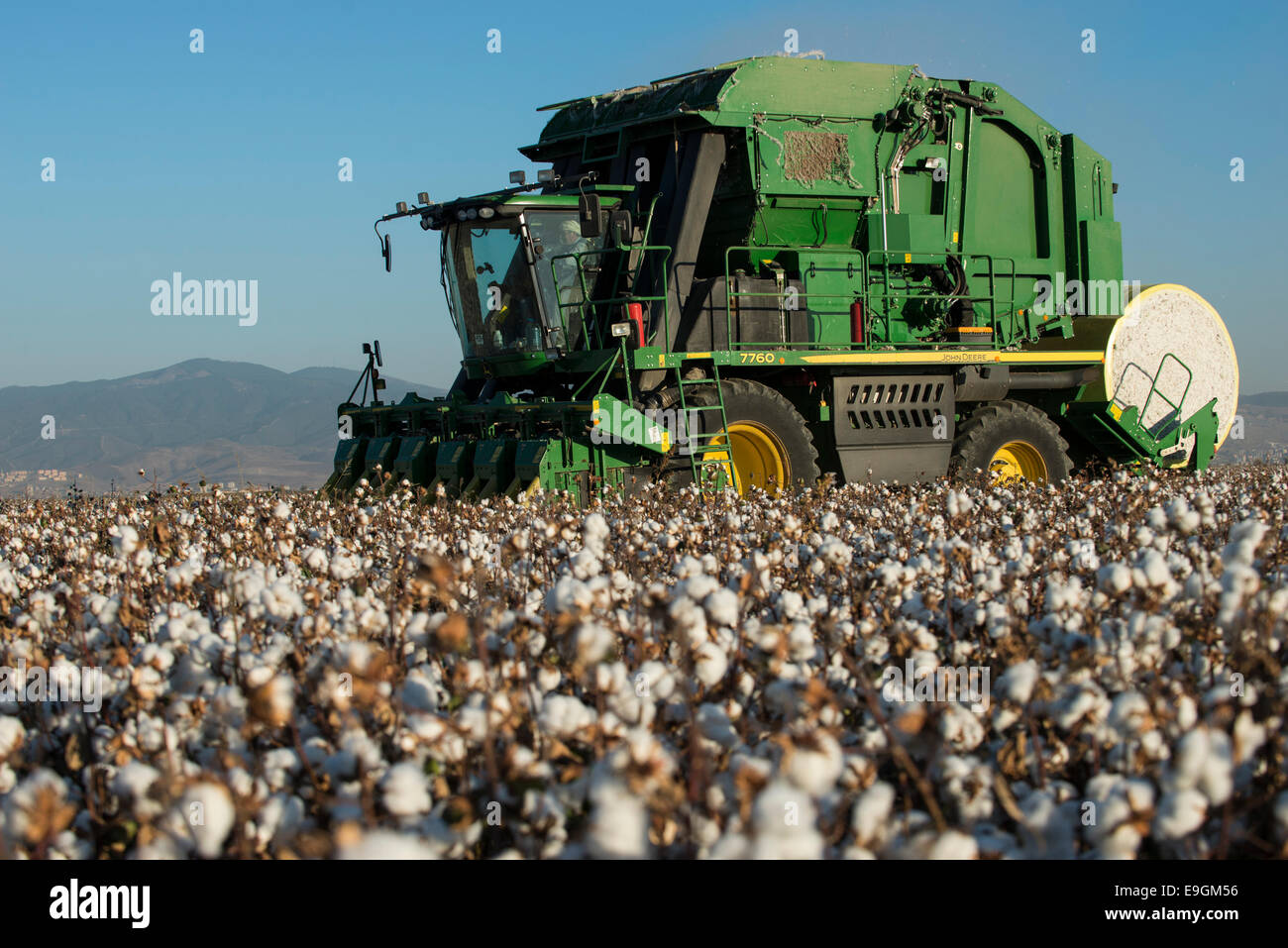 La Turquie, Kesik, près de Menemen, société Genel Pamuk, récolte de coton traditionnel avec John Deere cueilleur de coton 7760 Banque D'Images