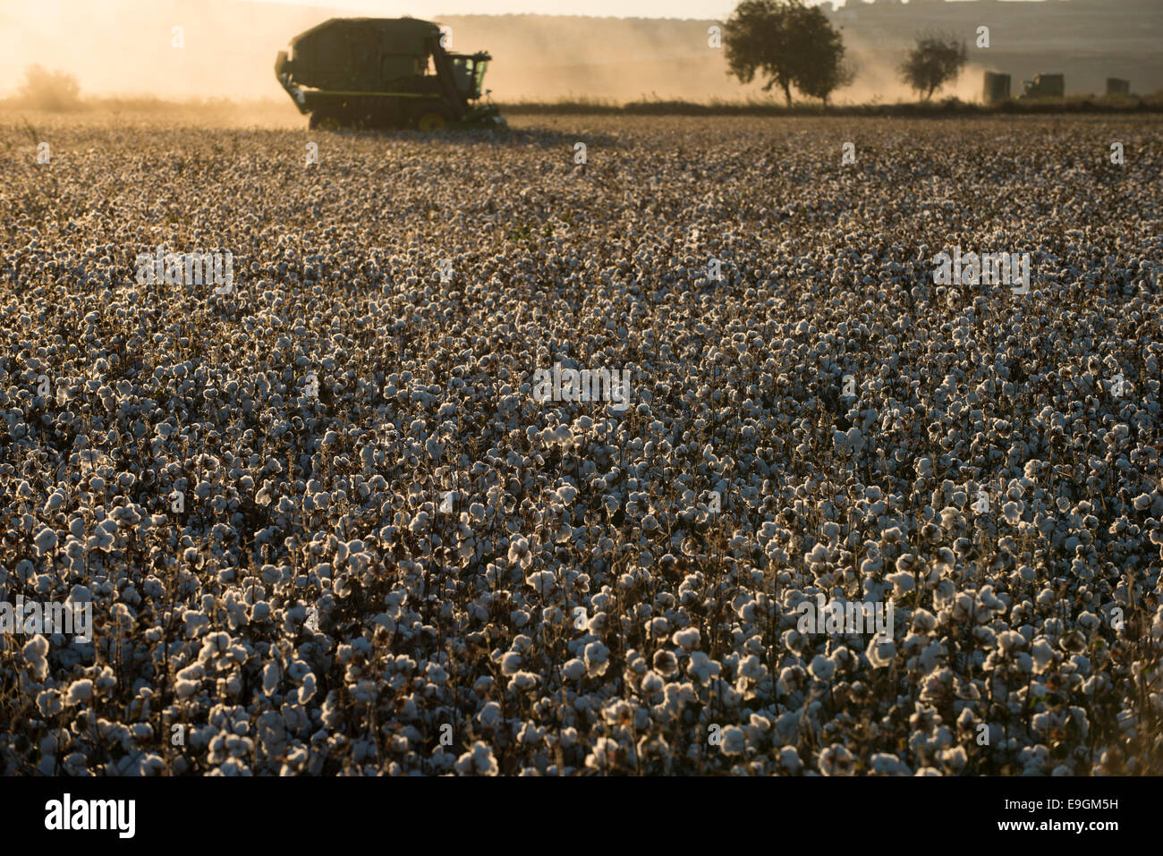 La Turquie, Kesik, près de Menemen, société Genel Pamuk, récolte de coton traditionnel avec John Deere cueilleur de coton 7760 Banque D'Images