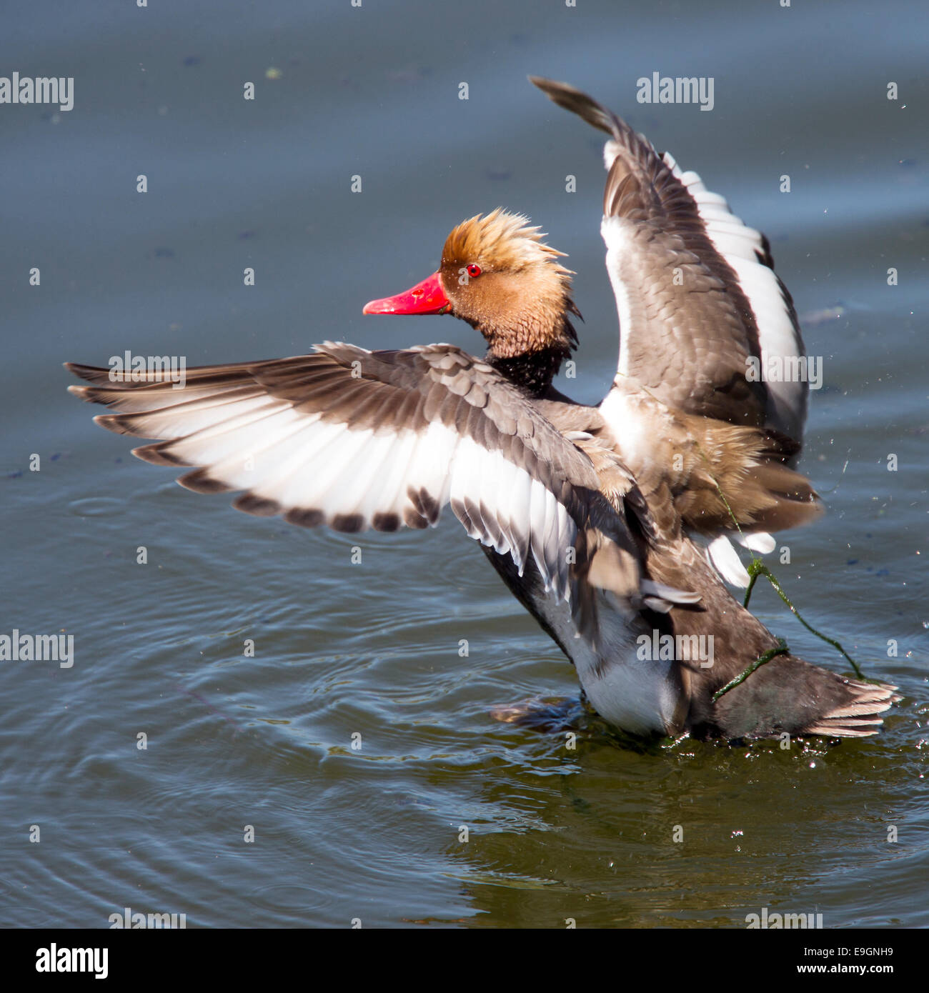 Red-crested Pochard, homme avec ailes déployées, le Parc Naturel de Ria Formosa, l'Algarve, Portugal. Banque D'Images