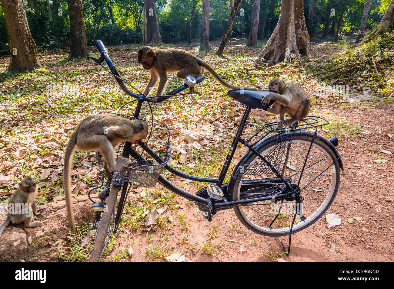 Temple des singes jouant sur un vélo à Angkor Wat, site classé au Patrimoine Mondial de Siem Reap, Cambodge Banque D'Images