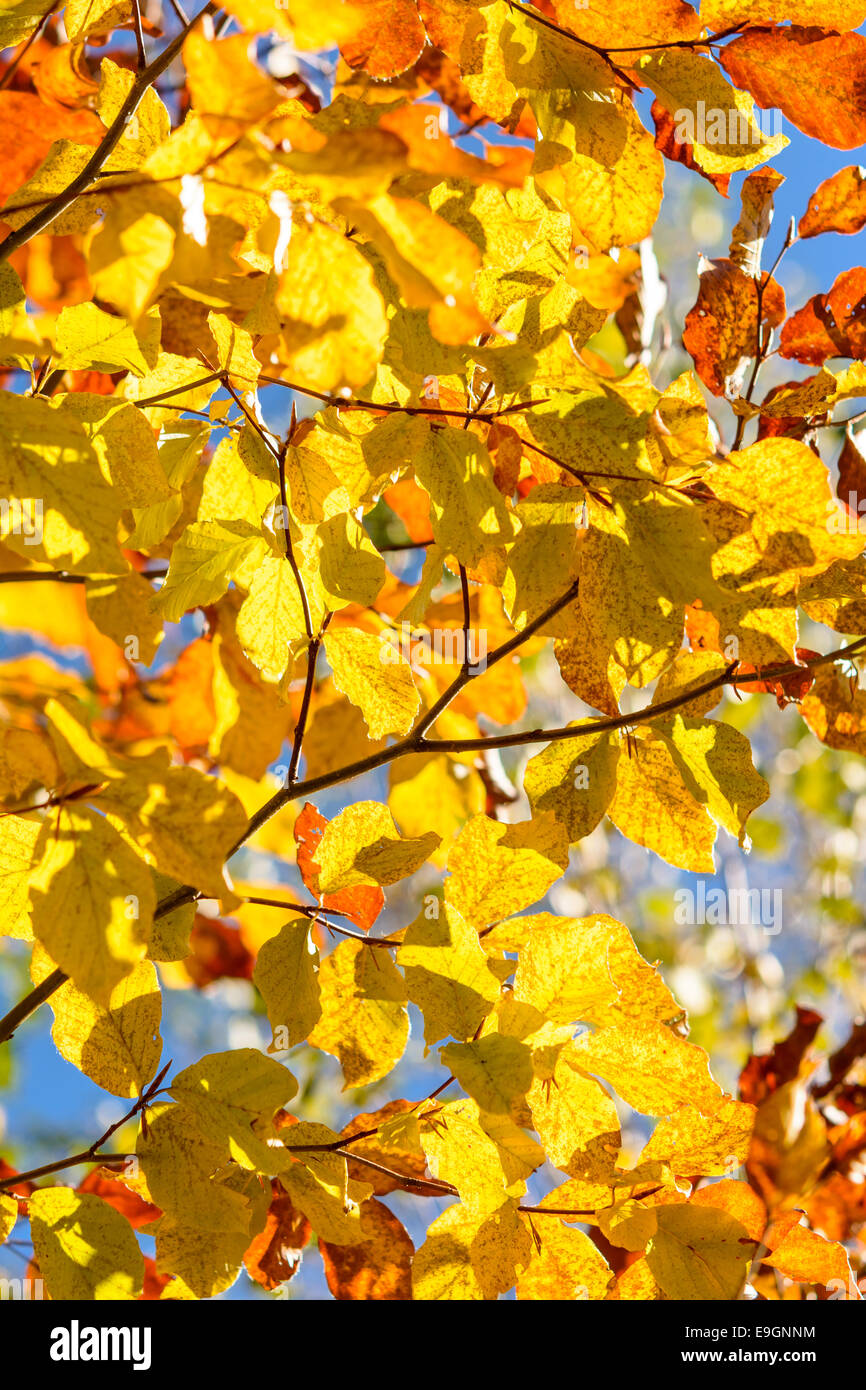 Pesetra,Brasov, Roumanie : Vibrant jaune rétroéclairé feuilles sur un arbre en automne Banque D'Images