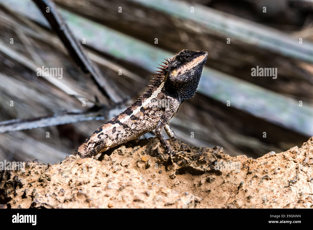Lézard, reptile assis sur la roche en Thaïlande. Banque D'Images