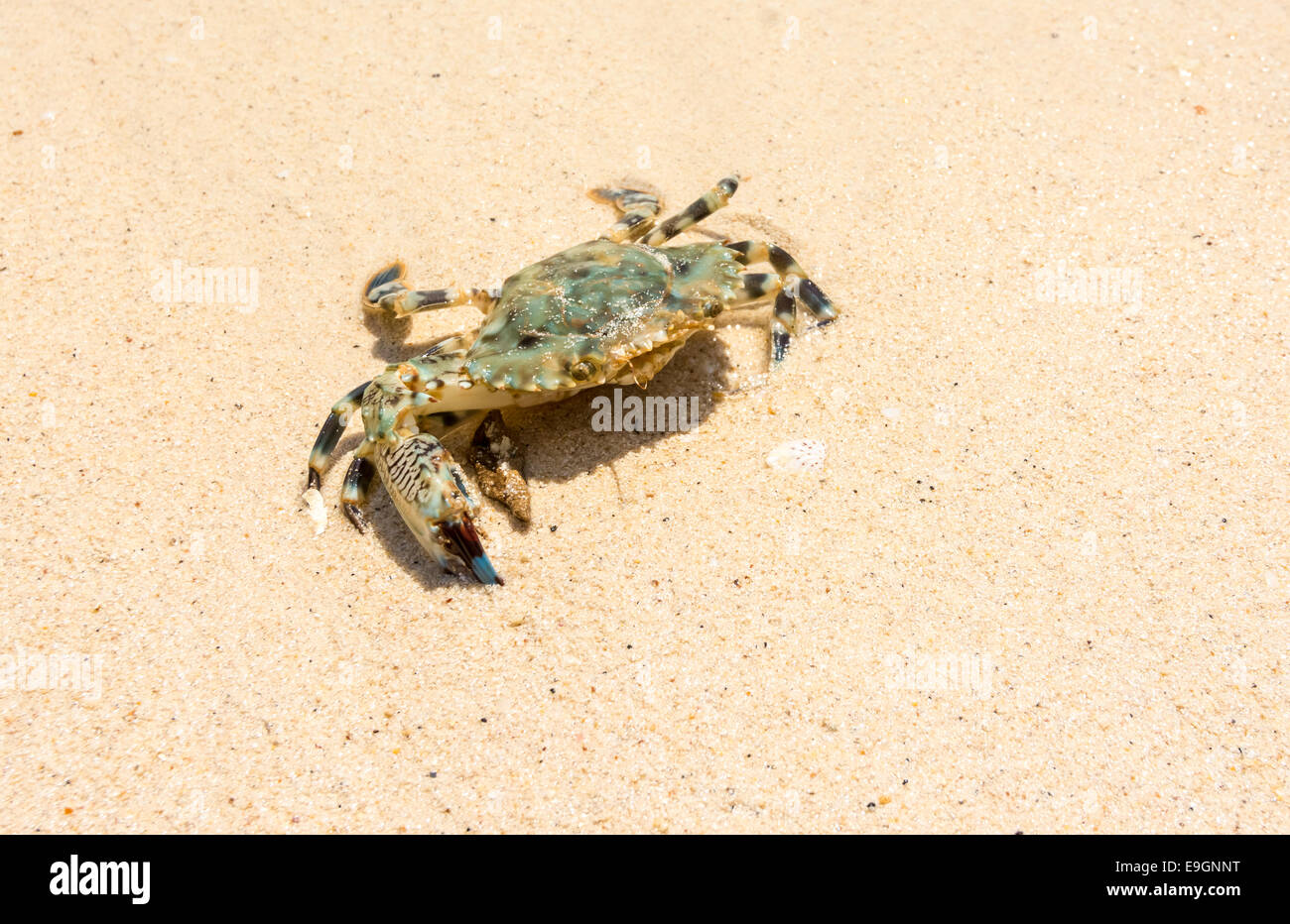 Un crabe sur le sable à la côte du Maine en Thaïlande Banque D'Images