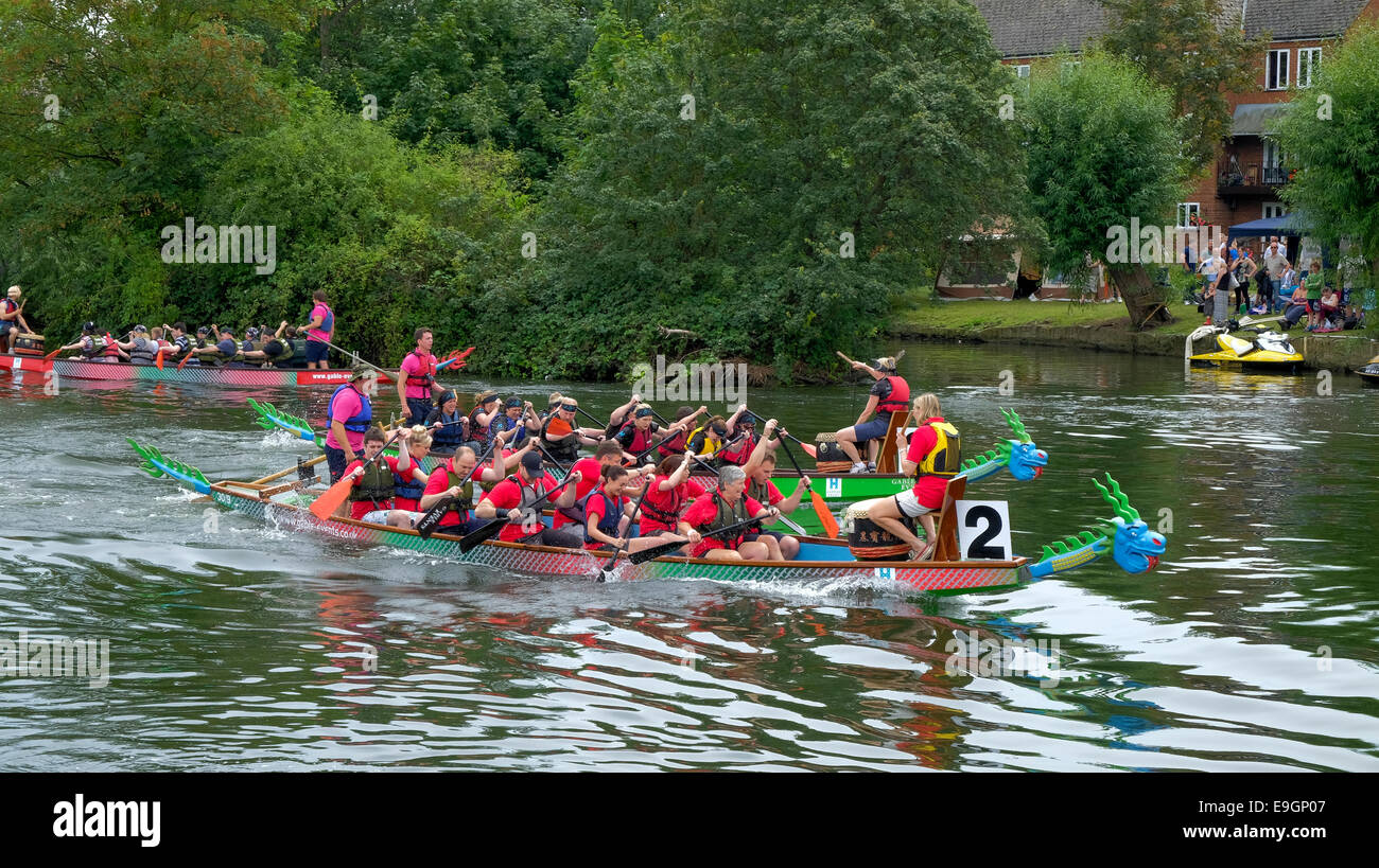 La course de bateaux-dragons au Bedford River Festival. Banque D'Images