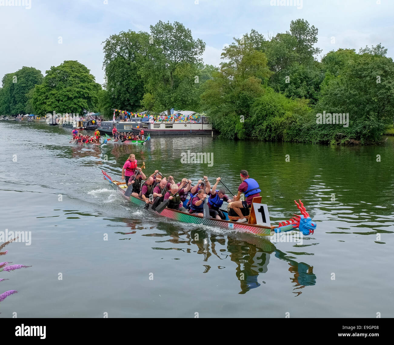 La course de bateaux-dragons au Bedford River Festival. Banque D'Images