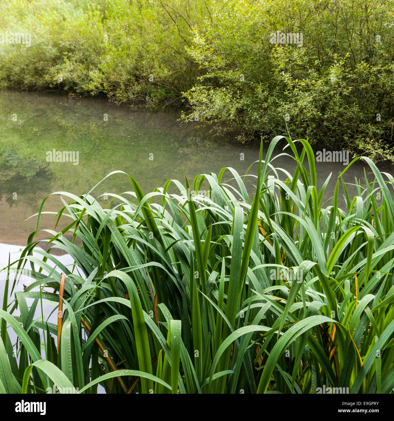 Roseaux sur une berge. Rivière Wye, Derbyshire, Angleterre, RU Banque D'Images