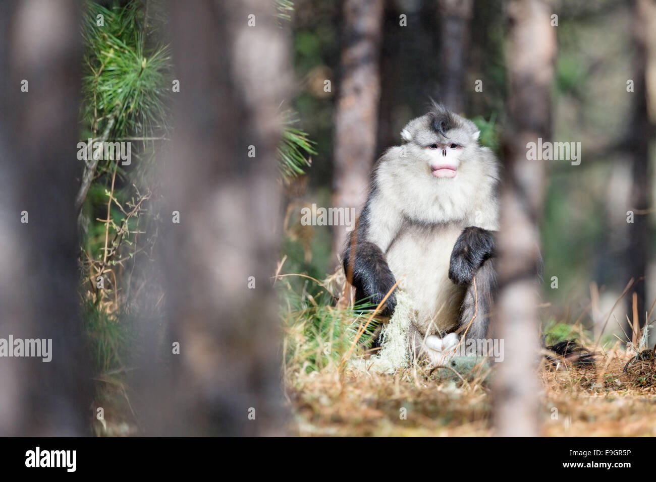 Yunnan mâles adultes snub-nosed Monkey (Rhinopithecus bieti) Le pèlerin dans le soleil du matin Banque D'Images