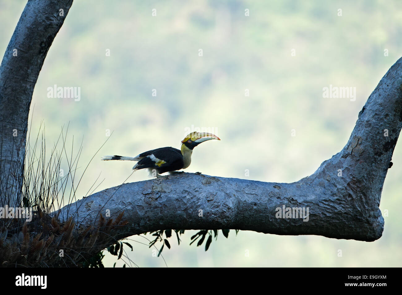 Femelle adulte Grand calao (Buceros bicornis) dans la canopée de la forêt tropicale Banque D'Images