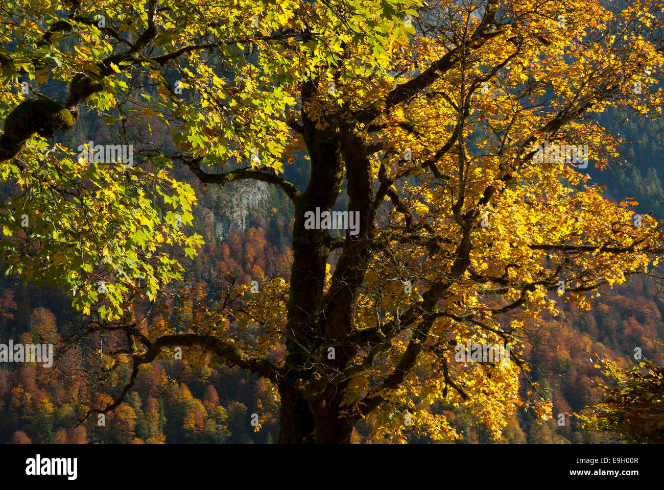 Arbre en automne, l'Europe Banque D'Images