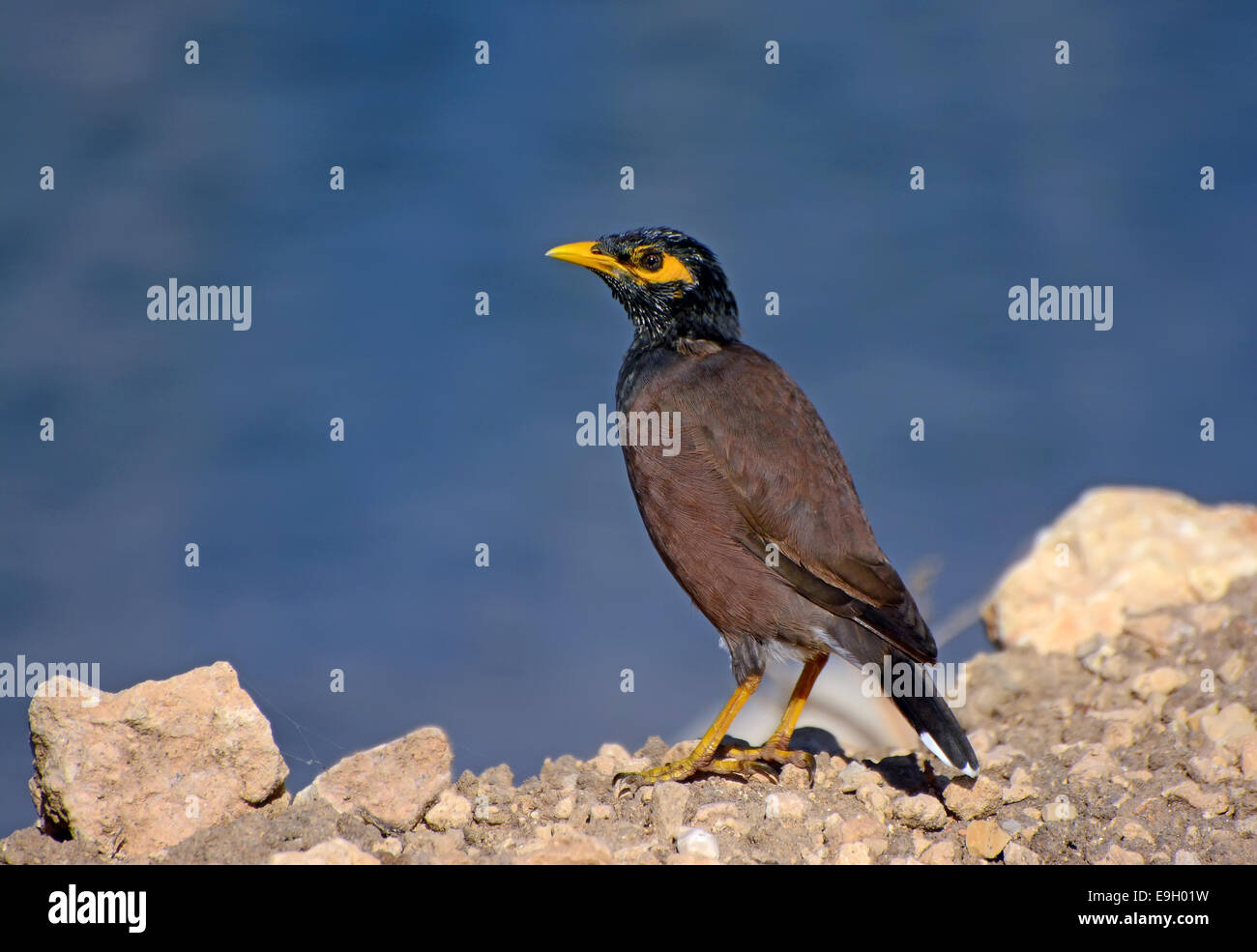 Myna Acridotheres tristis, commune, Banque D'Images