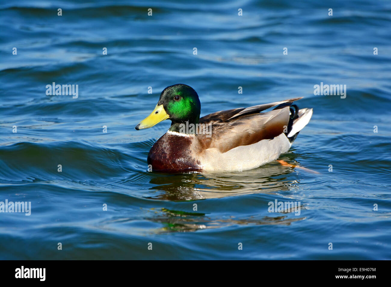 Canard colvert mâle, natation Banque D'Images
