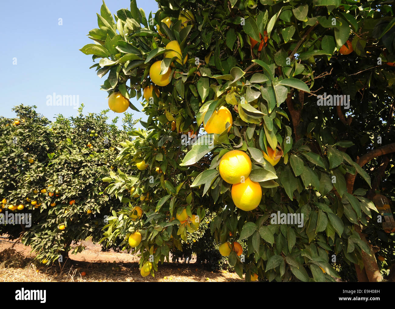 Orange Orchard, Israël Banque D'Images