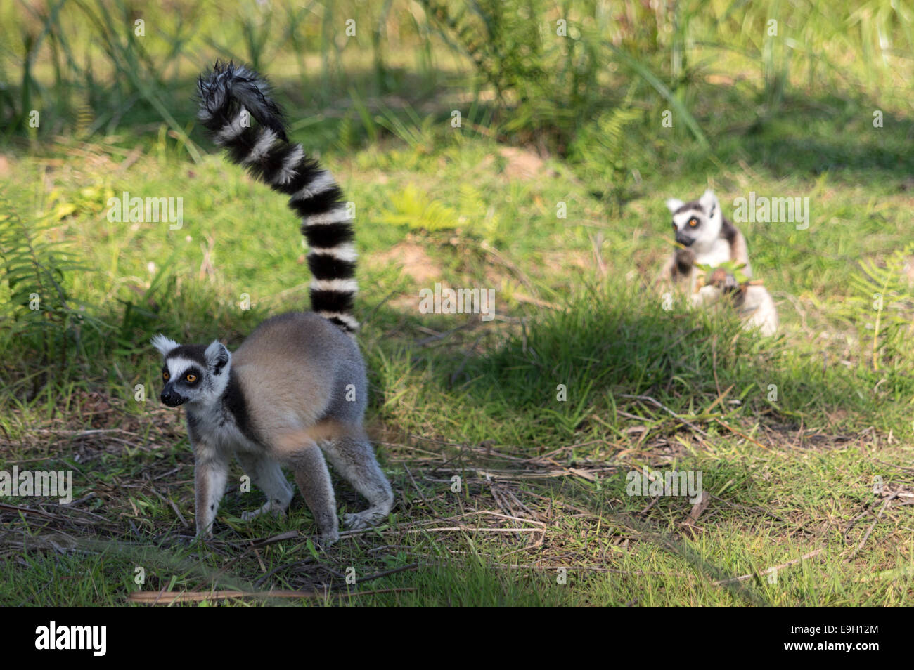 Ring-tailed lémuriens de Madagascar avec bébé Banque D'Images