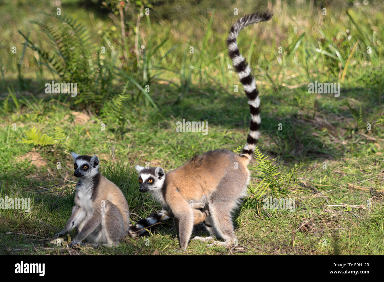 Ring-tailed deux lémuriens de Madagascar Banque D'Images