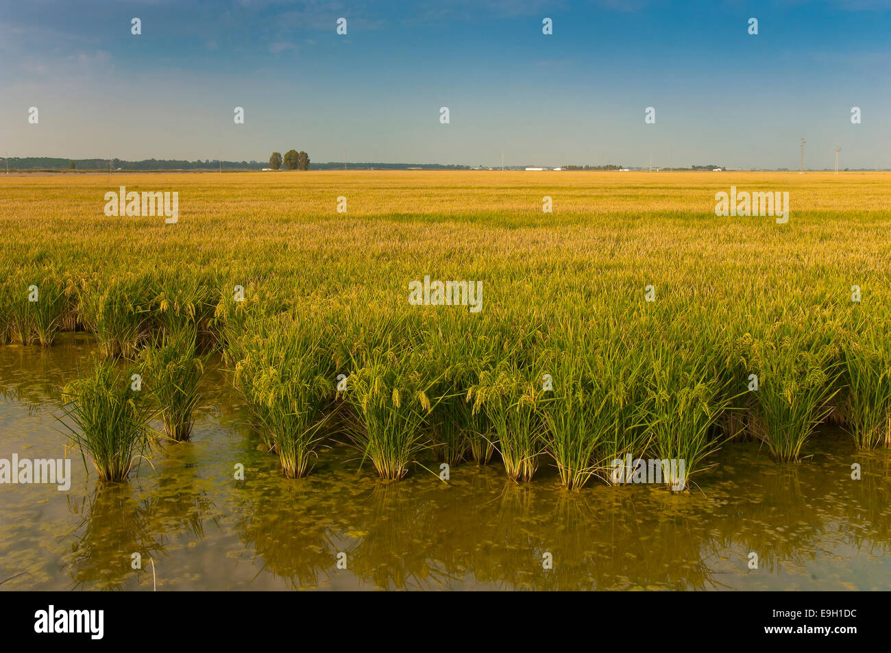 Le riz paddy, Puebla del Rio, province de Séville, Andalousie, Espagne, Europe Banque D'Images