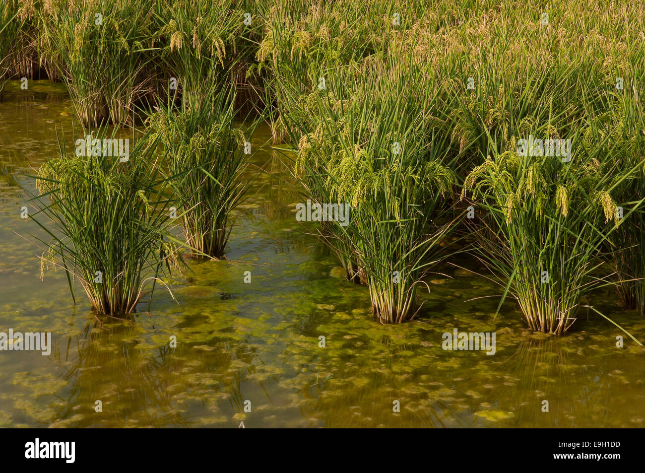 Le riz paddy, Puebla del Rio, province de Séville, Andalousie, Espagne, Europe Banque D'Images