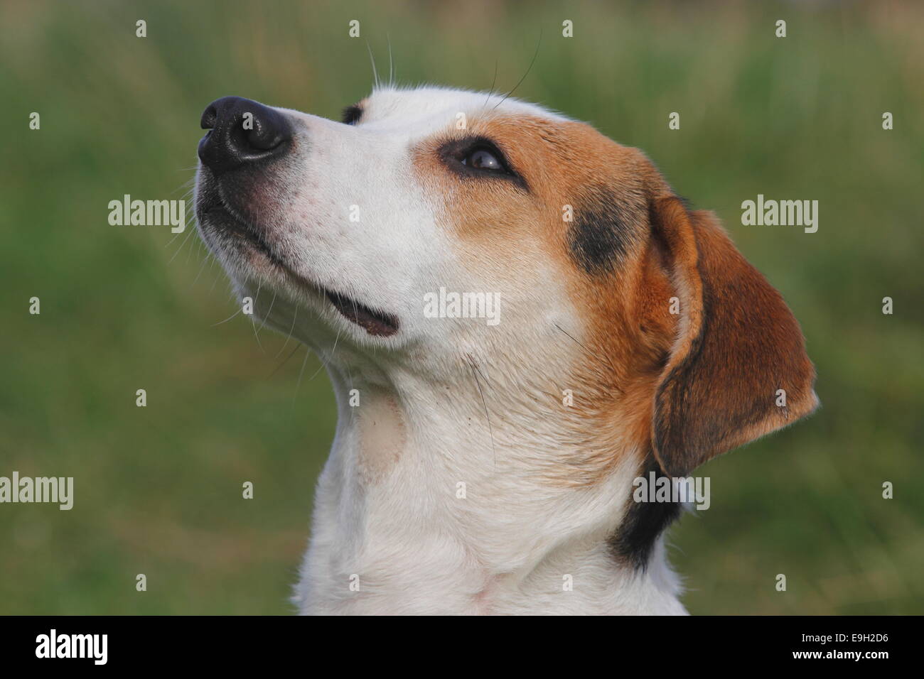 chiot berger allemand beagle mix