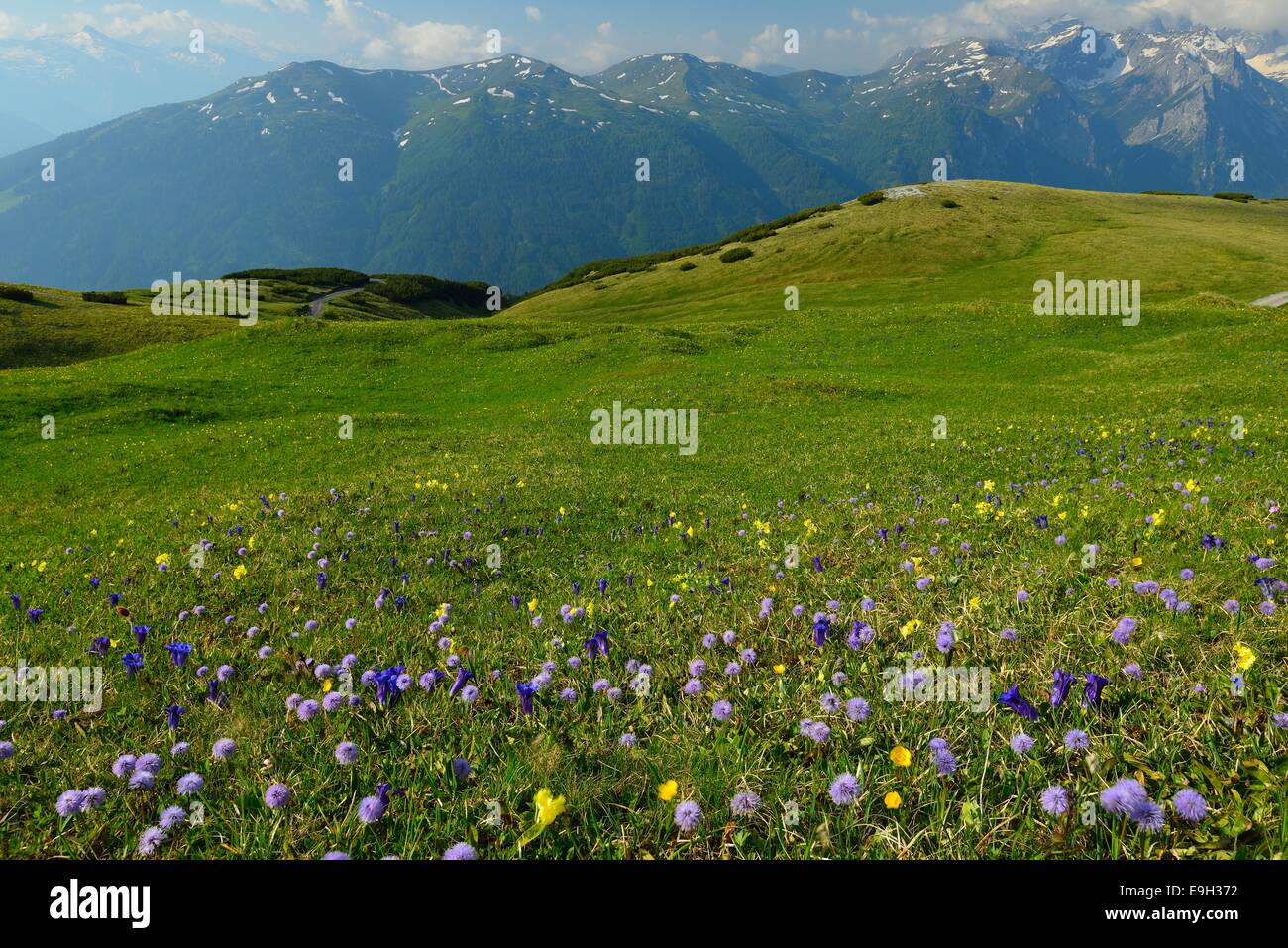 Prairie de fleurs sauvages en face de la montagne, Alpes de Stubai, Tyrol, Autriche Banque D'Images