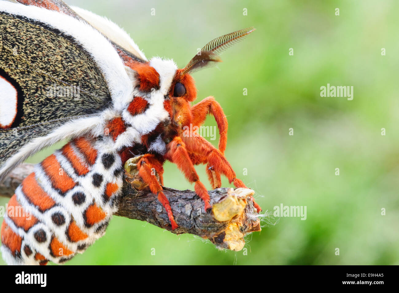 Papillon Hyalophora cecropia, Cecropia, reposant sur Rameau. Banque D'Images