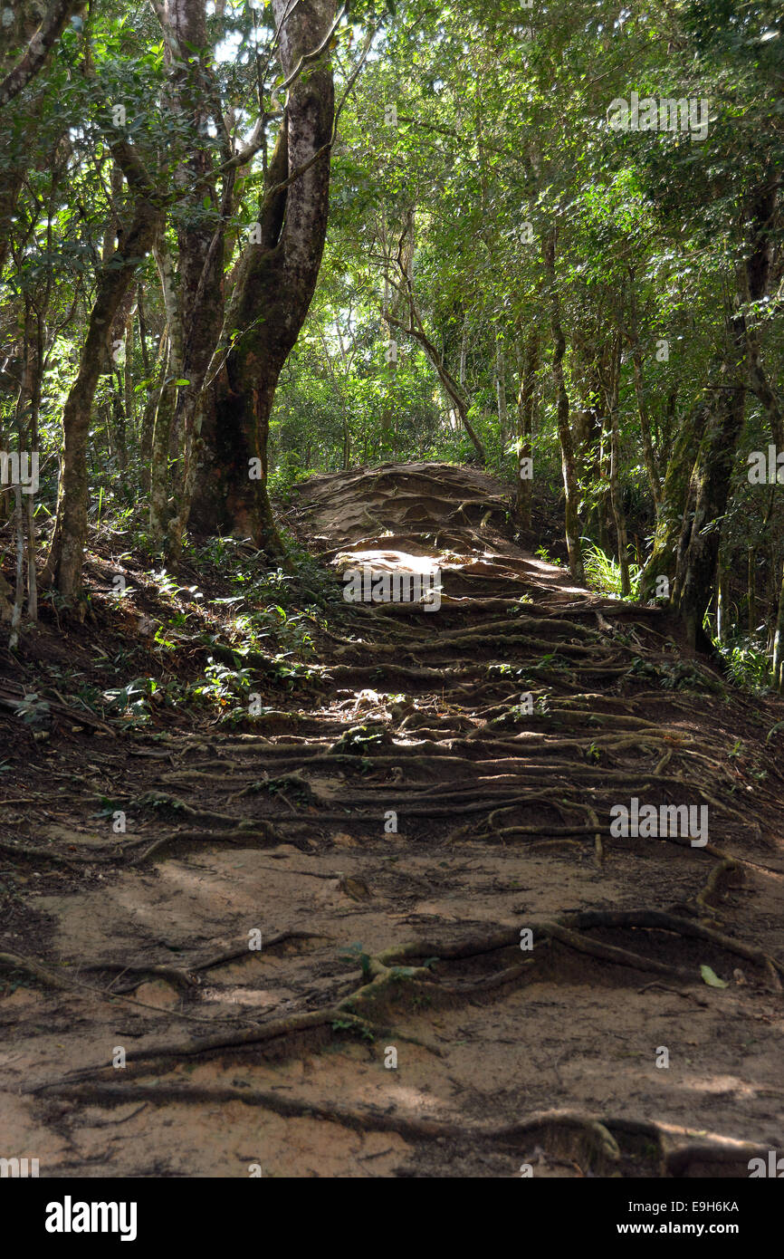 Couvrant les racines d'un sentier dans la forêt, près de lopes mendes, Ilha Grande, l'état de Rio de Janeiro, Brésil Banque D'Images