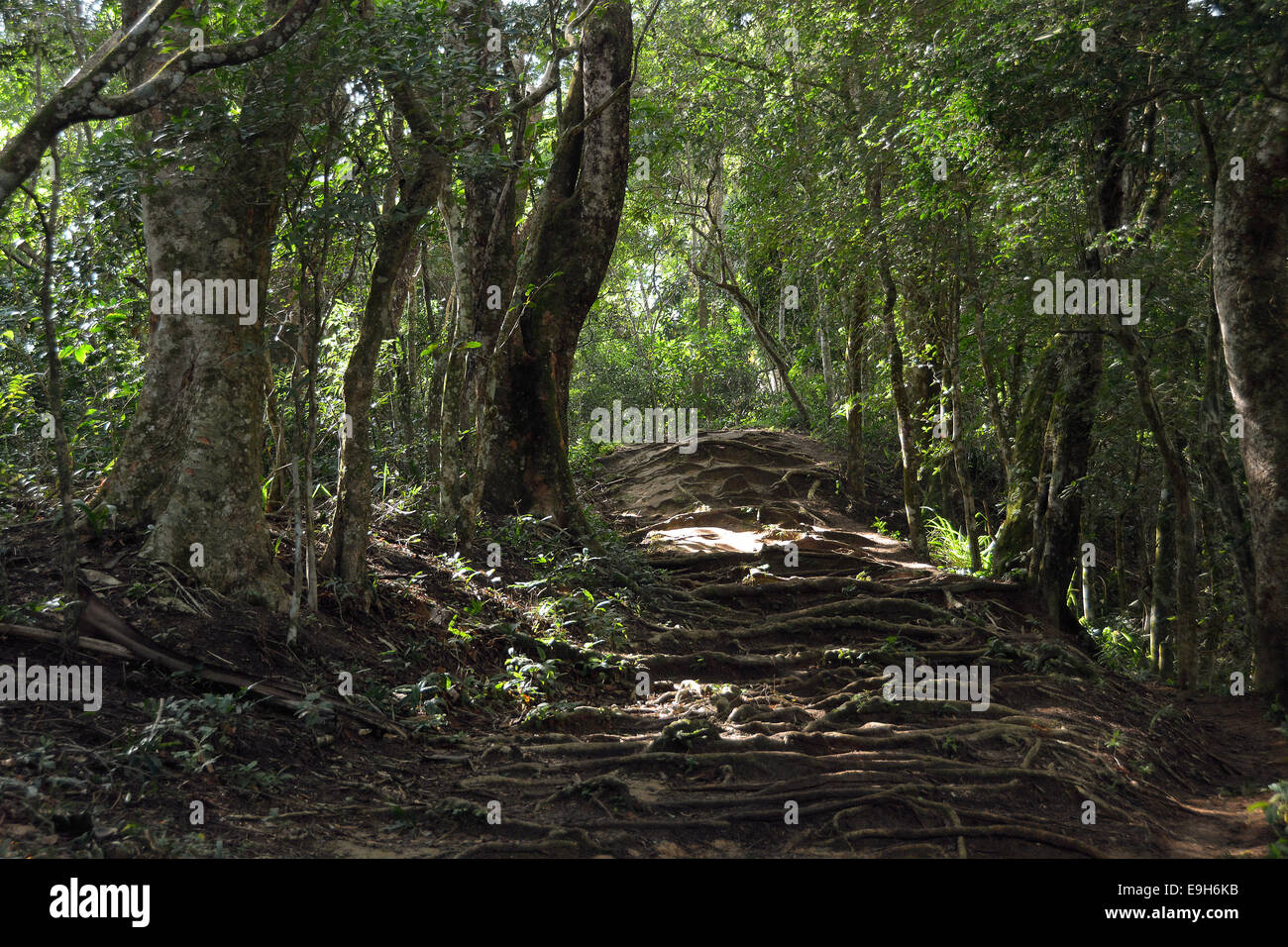Couvrant les racines d'un sentier dans la forêt, près de lopes mendes, Ilha Grande, l'état de Rio de Janeiro, Brésil Banque D'Images