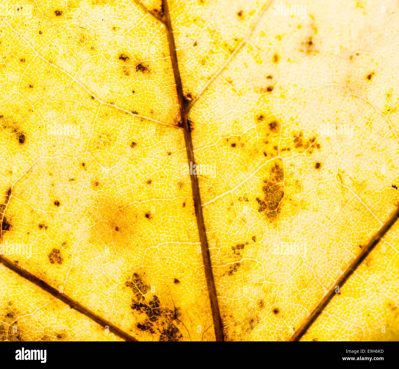 L'automne jaune feuille, nervures des feuilles Banque D'Images