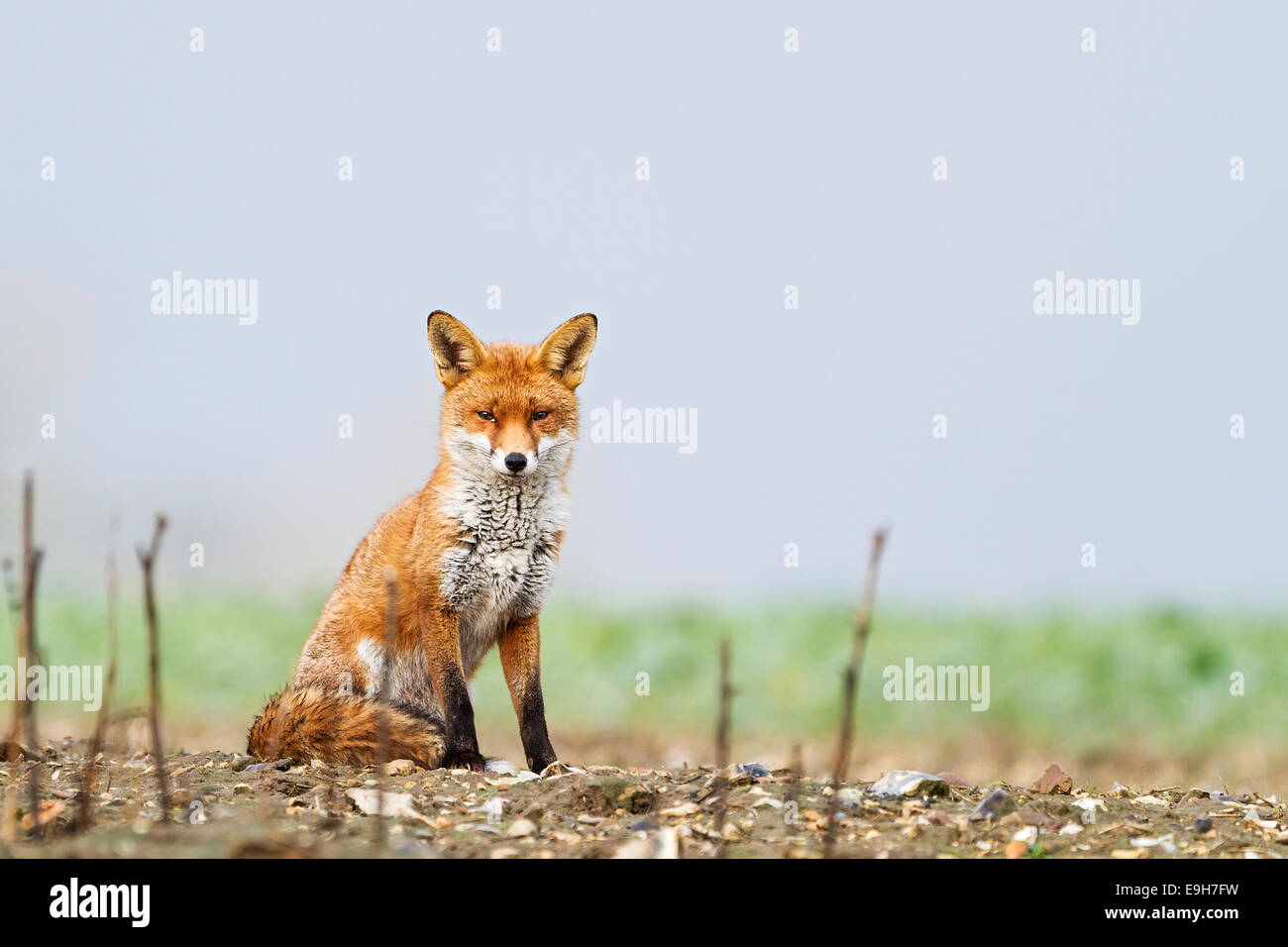 Le renard roux (Vulpes vulpes) reposant dans un champ arable avant une tempête de neige Banque D'Images