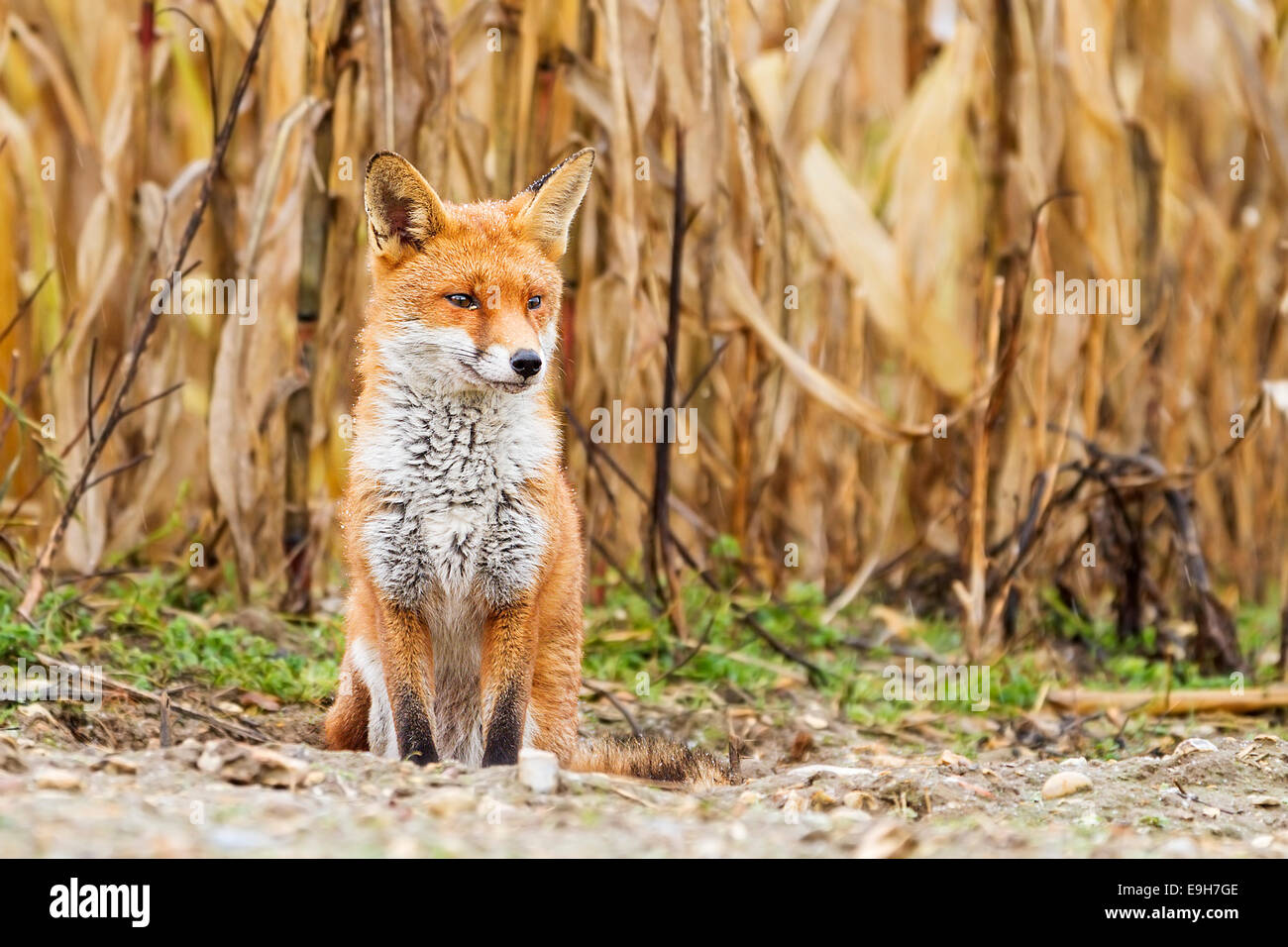 Le renard roux (Vulpes vulpes) reposant dans un champ arable avant une tempête de neige Banque D'Images