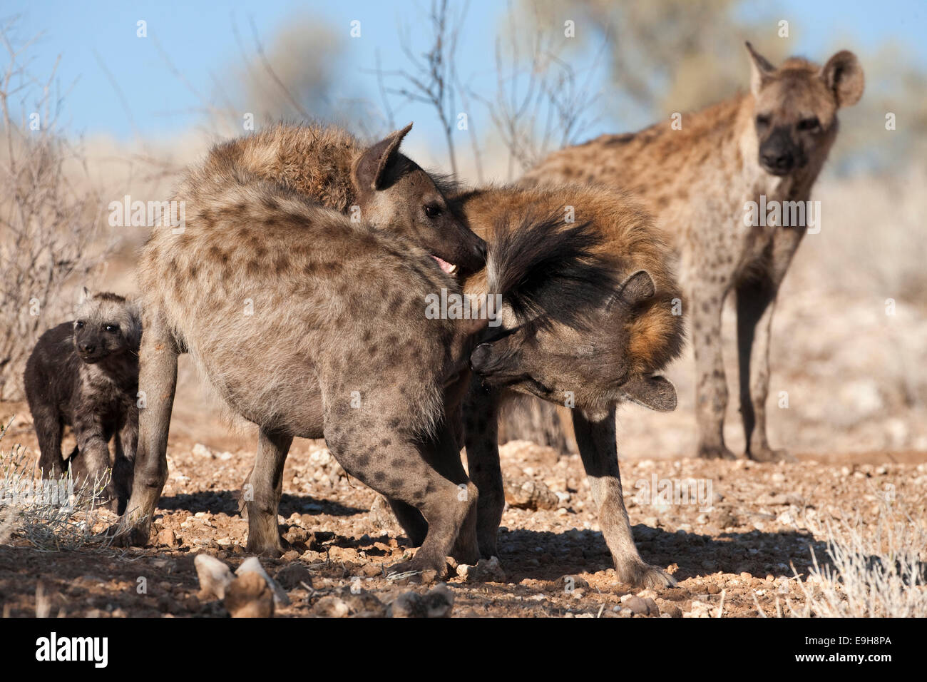 L'hyène tachetée, Crocuta crocuta, membres du clan accueil, Kgalagadi Transfrontier Park, Northern Cape, Afrique du Sud Banque D'Images