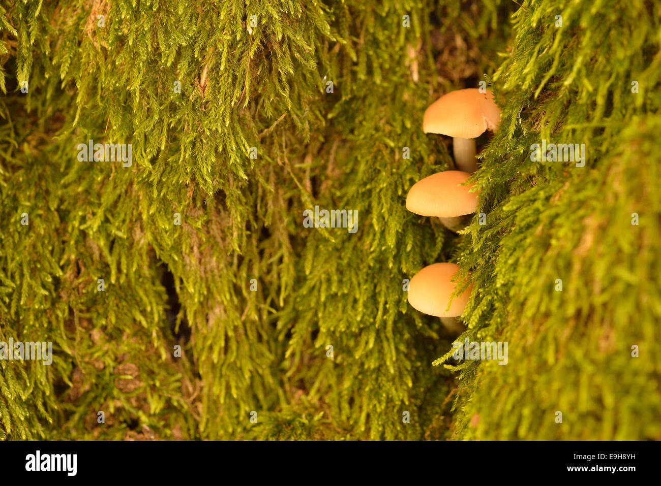 Les champignons non identifié, émergeant d'une fissure en bois au milieu de la mousse, Saxe-Anhalt, Allemagne Banque D'Images